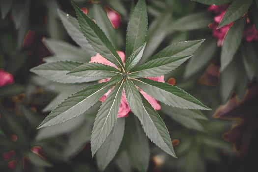 tree tops with pink flowers on the sides photo