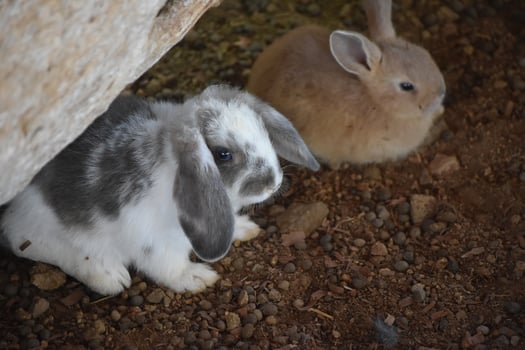 Precious Pair of Baby Rabbits Under a Rock photo
