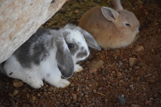 Sweet Faced White and Gray Lop Eared Bunny Rabbit photo