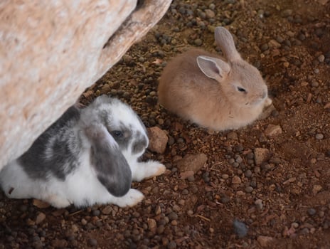 Very Cute Pair of Baby Rabbits Cuddled Up photo