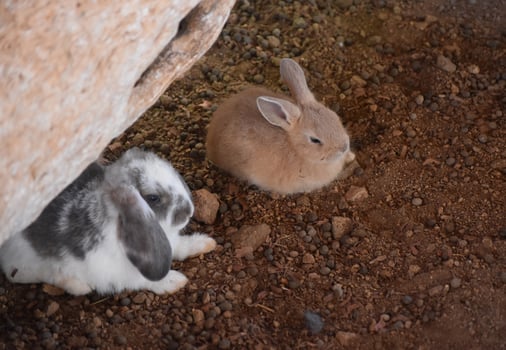 Pair of Two Baby Bunny Rabbits in Warm Weather photo