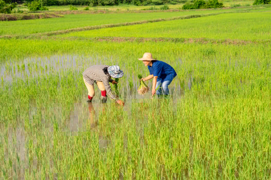 female rice farmers planting seedlings of rice in the field, asian agriculturist working on the organic paddy  farmland photo