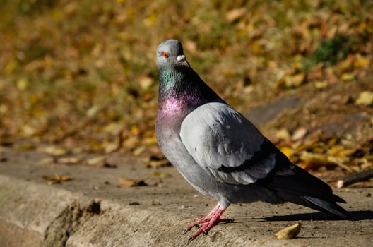 Pigeon. Dove portrait in autumn park photo