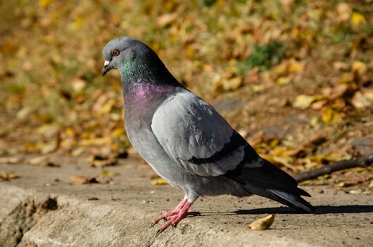 Pigeon. Dove portrait in autumn park photo