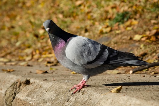 Pigeon. Dove portrait in autumn park photo