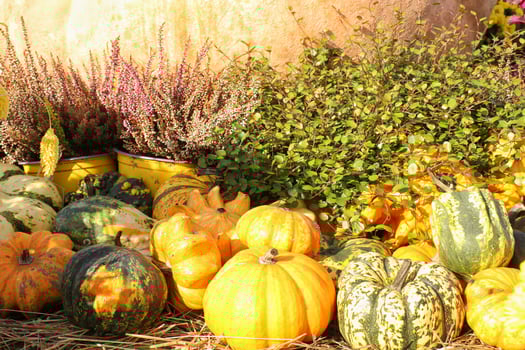 Colourful organic pumpkins and gourds on agricultural fair. Harvesting autumn time concept. Garden fall natural plant. Thanksgiving halloween decor. Festive farm rural background. Vegetarian food. photo