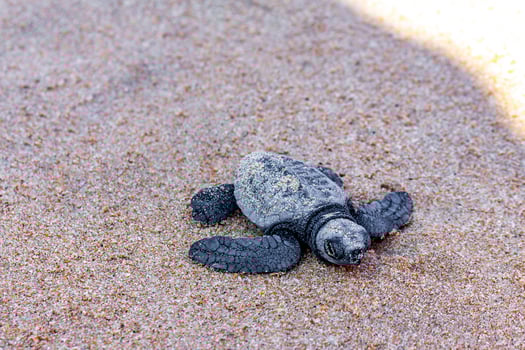 Little baby turtle crawling on sand Mirissa Beach Sri Lanka. photo