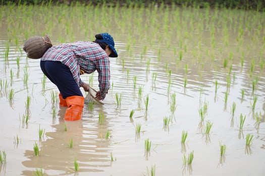 Asian senior woman farmer wears cap, plaid shirt, holds fishing net and creel, stands at paddy field. Concept, rural agriculture lifestyle, earn living from nature. photo
