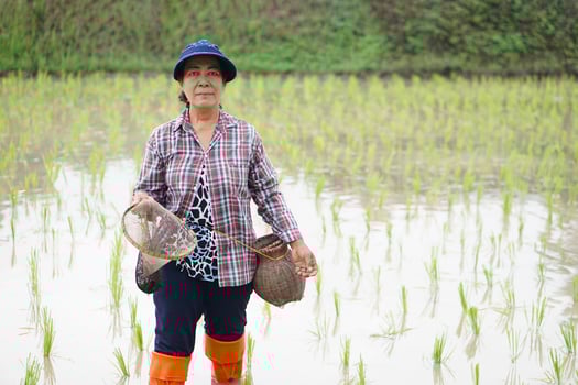 Asian woman farmer holds fishing net and creel to find freshwater algae Spirogyra sp. and fish at organic paddy field. Concept, rural agriculture lifestyle, earn living from nature. photo