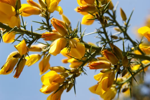 a large bush with yellow flowers photo