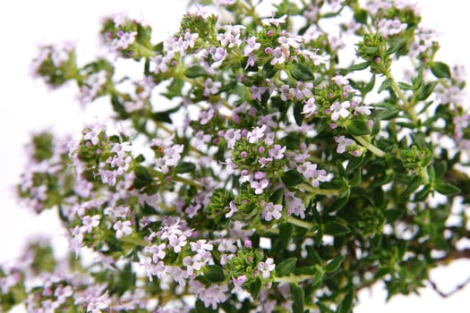 a bunch of herbs on a piece of paper photo