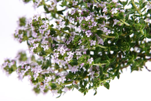 a bunch of herbs on a piece of paper photo