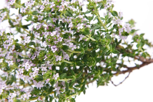 a bunch of herbs on a piece of paper photo