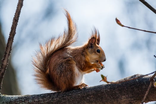 Squirrel sits on a tree photo