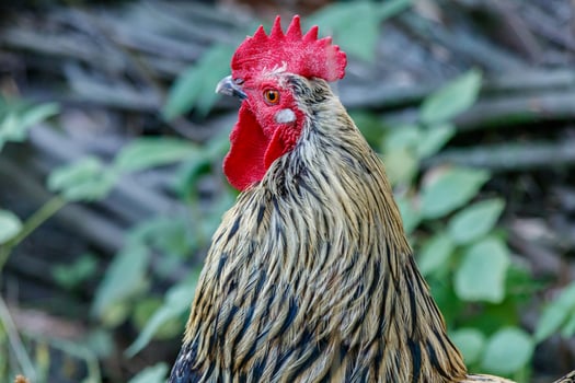 beautiful cock on grass background photo
