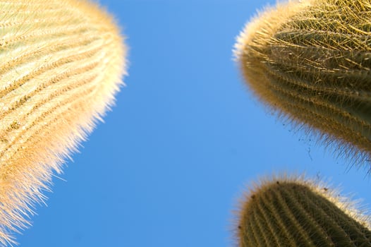 a close up of a cactus with many small needles photo