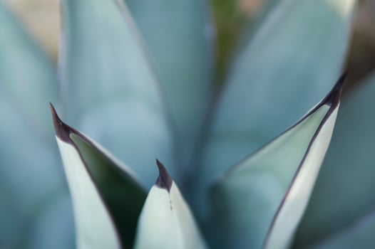 a close up of a cactus with many small needles photo