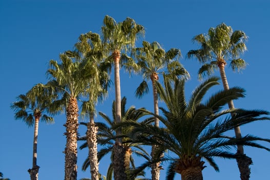 a group of tall palm trees photo