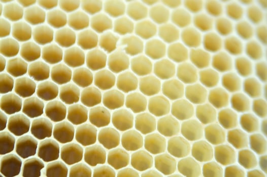 bee hives for honey production photo