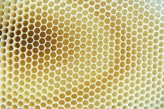 bee hives for honey production photo