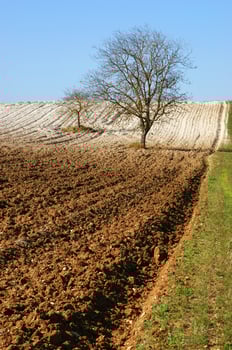 a lone tree in a field of dirt photo
