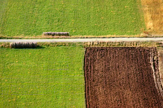a lone tree in a field of dirt photo
