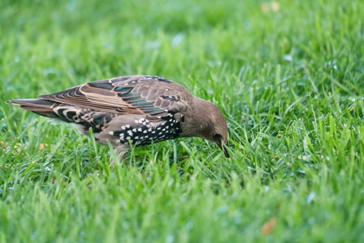 Very Cute Little Bird at Jubilee Gardens Park at London eye, Westminster, Central London Capital City of England UK. Image Was Captured on August 2nd, 2023 photo