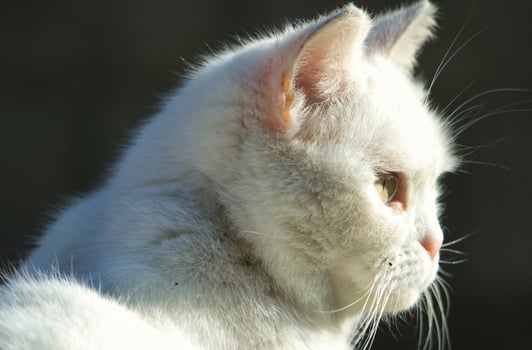 Persian Breed Cat is Posing in a Home Garden at Luton Town of England UK photo