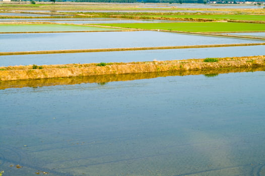 Rice fields in Vercelli Italy photo