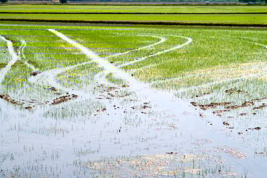 Rice fields in Vercelli Italy photo