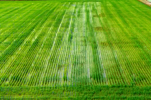 Rice fields in Vercelli Italy photo
