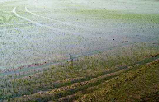 Rice fields in Vercelli Italy photo