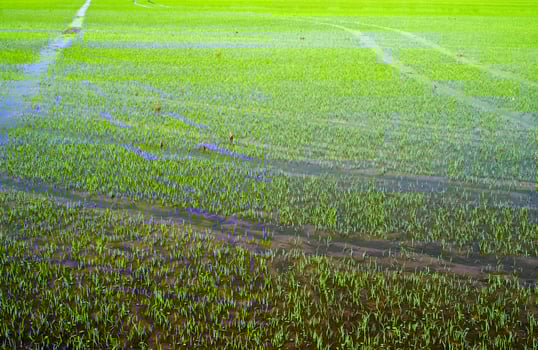 Rice fields in Vercelli Italy photo