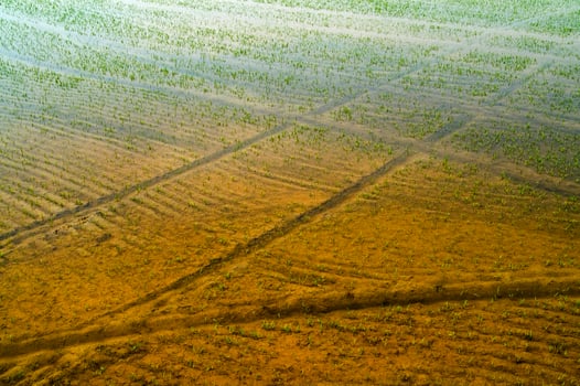 Rice fields in Vercelli Italy photo