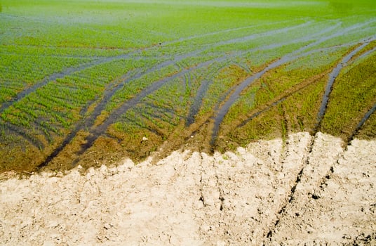 Rice fields in Vercelli Italy photo