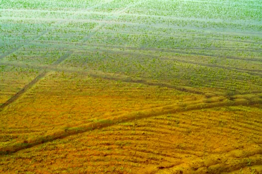 Rice fields in Vercelli Italy photo