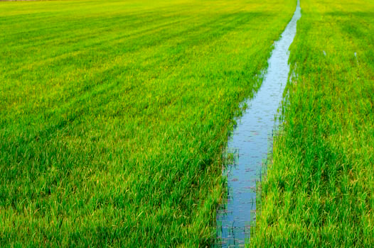 Rice fields in Vercelli Italy photo