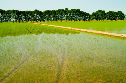 a field with a river of water running through it photo