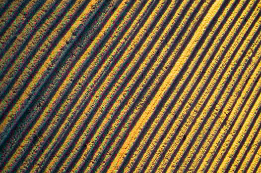 a close up of a field with lines of yellow photo