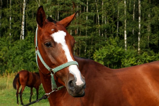 portrait of a thoroughbred horse of a brown color against the backdrop of a forest with a foal in the background photo