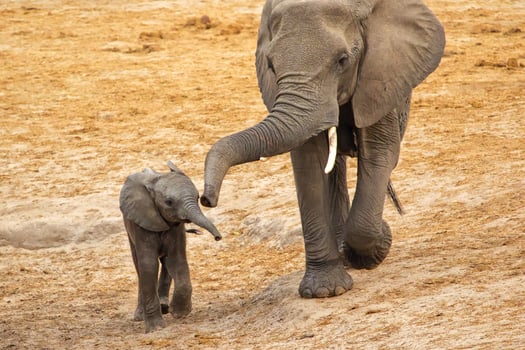 Elephants at Hwange national Park, Zimbabwe photo