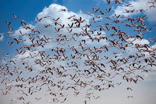 a flock of flamingos flying in the sky photo