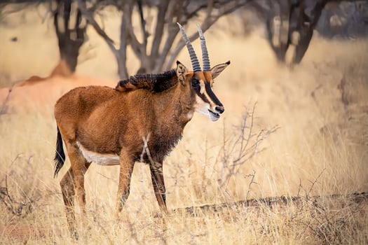 a brown antelope standing in the grass photo