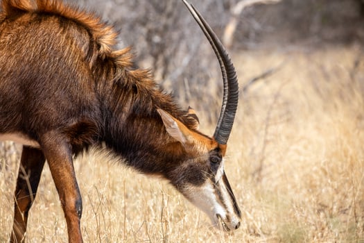 a large animal with long horns photo
