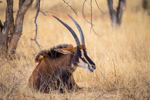 Sable antelope at kruger national park photo
