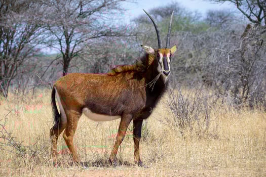 Sable antelope at kruger national park photo