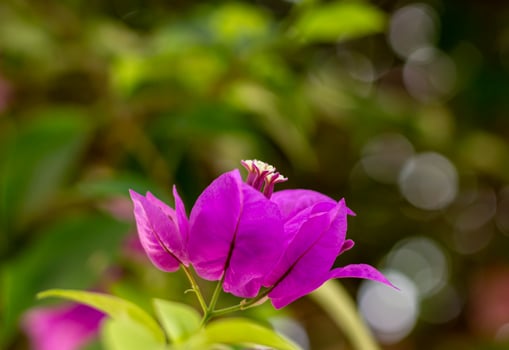 Close up pollen of purple flower and blur natural background photo