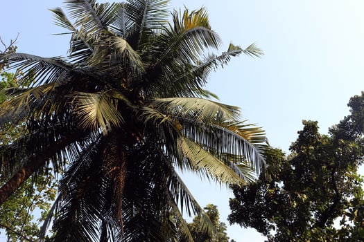 Coconut trees are big and shady photo