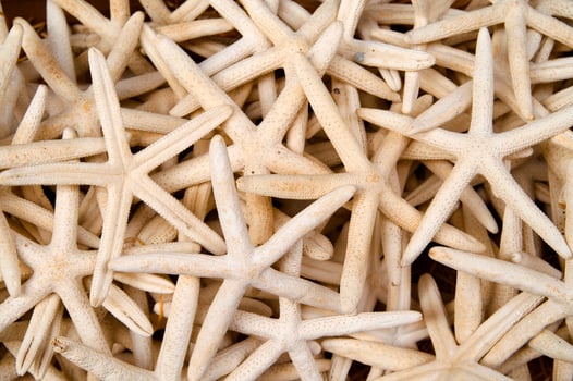 a pile of starfishs photo