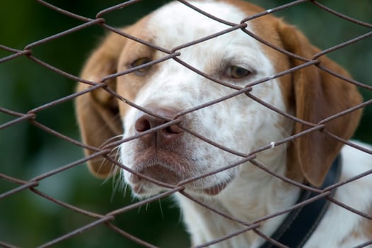 a dog is looking through a chain link fence photo